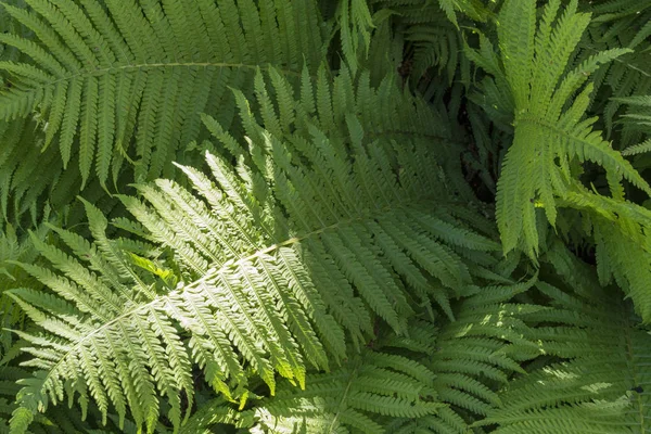 Una planta de helechos en el bosque iluminada con rayos de sol . — Foto de Stock