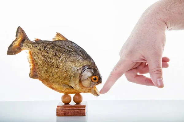 Um espécime animal de piranha com a mão — Fotografia de Stock