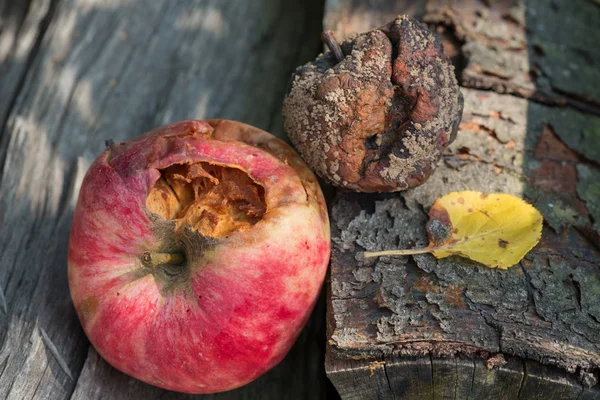 Rotten apple lies on the wood — Stock Photo, Image