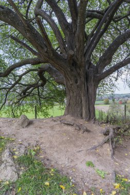 Schwaebisch Malikanesi, Wackershofen, Almanya - 15 Ekim 2019: Sonbaharda buruşuk yaşlı bir ağaç