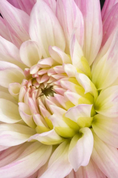 Dahlia\'Pink Princess\'