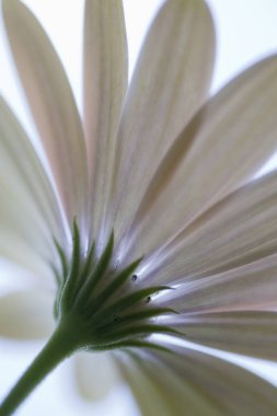 Pink Osteospermum 'Pinks'