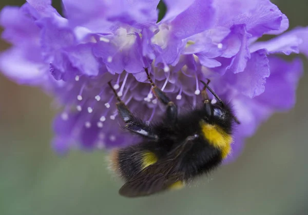 Arı Scabiosa kelebek mavi — Stok fotoğraf