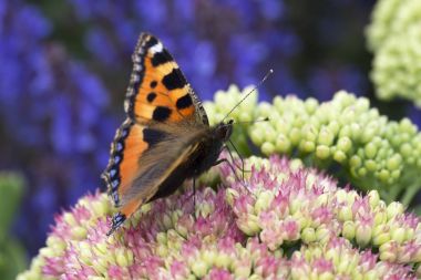 Küçük Kaplumbağa Kelebeği (Aglais urticae)