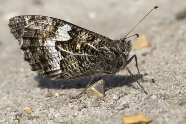 Grayling Butterfly (Hipparchia semele) — Stock Photo, Image