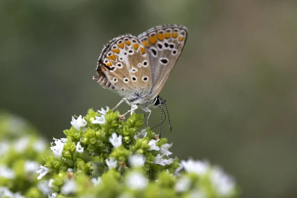 Brown Argus Butterfly (Aricia agestis) — Stock Photo, Image