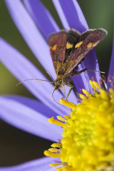 Mint Moth (Pyrausta aurata) — Stock Photo, Image