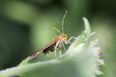 Nane güve (Pyrausta aurata)