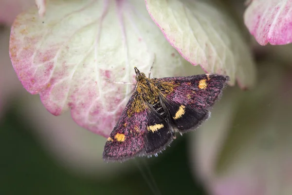 Mint Moth (Pyrausta aurata) — Stock Photo, Image