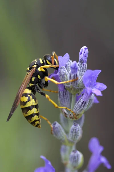 Avispa en Lavandula (Lavanda ) —  Fotos de Stock