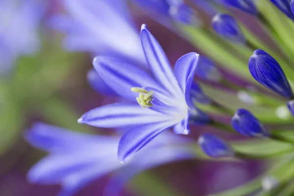 ブルーのアガパンサスの花 — ストック写真