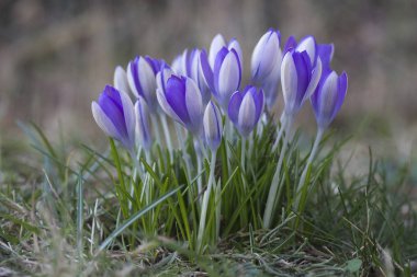 Simler Iridaceae mor bir bahçe çim ekledik