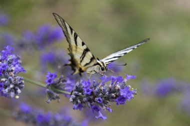 (Iphidides podalirius) Swallowtail kelebek korkutmak