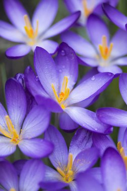 Mor Iridaceae portre resim