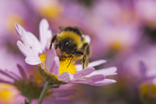 Bumble-bee on Chrysanthemum 'Clara Curtis' Fotografia De Stock