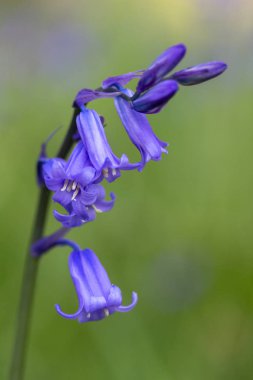 Ortak bluebell (Hyacinthoides sigara-scripta)