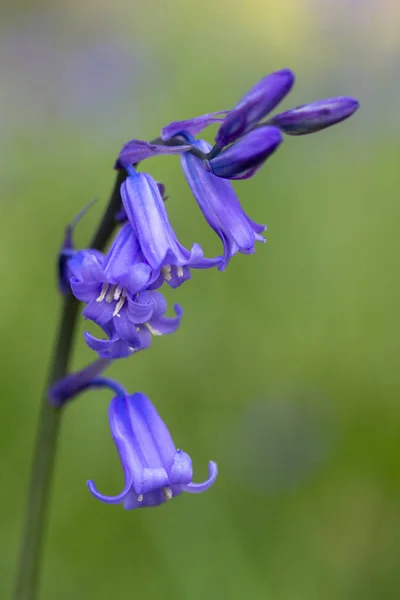 (Hyacinthoides non-scripta wilde hyacint) — Stockfoto