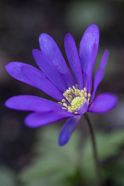 Imagem Close Uma Blanda Anemone Roxo — Fotografia de Stock