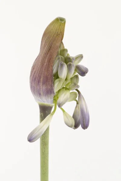 Image Rapprochée Bourgeon Agapanthus Violet Sur Fond Blanc — Photo