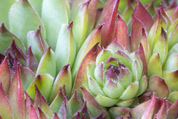 Zbliżenie Obrazu Sempervivum Succulent — Zdjęcie stockowe