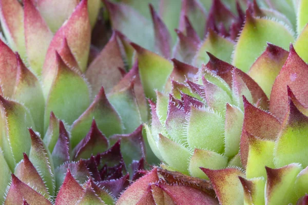 Zbliżenie Obrazu Sempervivum Succulent — Zdjęcie stockowe