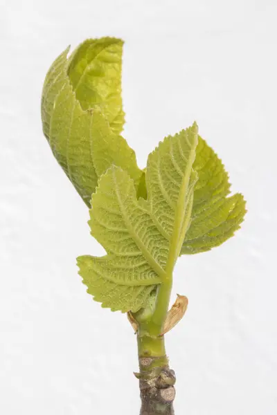 Nieuwe Bladknop Een Vijgenboom Tegen Een Witte Achtergrond — Stockfoto