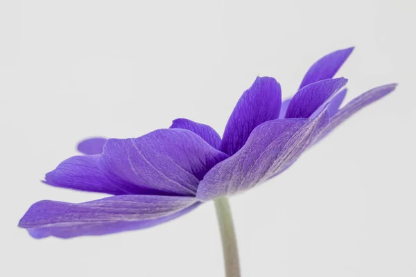 Нежные Лепестки Голубой Коронарии Анемоны Кан Цветок Мистера Фоккера Белом — стоковое фото