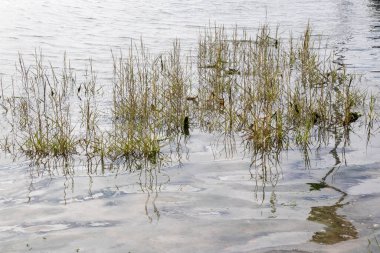 Suyun içindeki yabani otların yansımaları