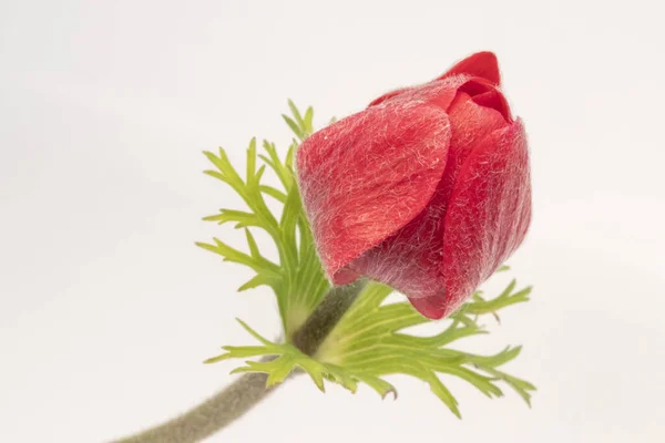 Close Afbeelding Van Een Gesloten Rode Anemone Coronaria Caen Hollandia — Stockfoto
