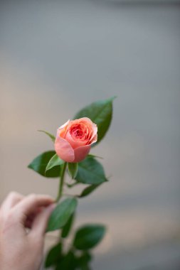 Buket doğal taze çiçek. Gül şakayığı matthiola lale okaliptüs nergis papatya gerbera dalya orkidesi nilüfer leyleği gardenya yasemin manolya sümbülü.