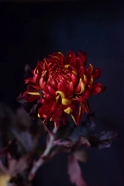 Bukiet Naturalny Wie Kwiat Jaskier Różany Anemon Matthiola Tulipan Eukaliptus — Zdjęcie stockowe