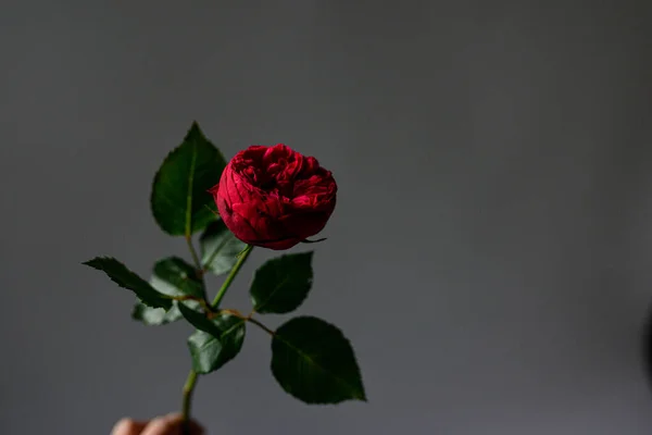 Only One Flower Rose Red Piano — Stock Photo, Image