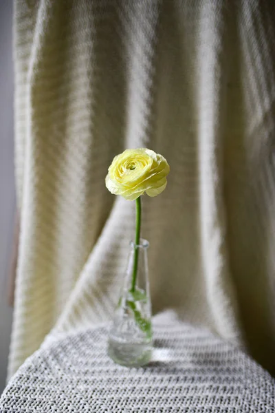 Ranunculus Flower Most Delicate Flower Collection — 스톡 사진