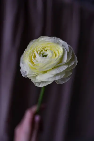 Ranunculus Kwiat Najbardziej Delikatny Kwiat Kolekcji — Zdjęcie stockowe