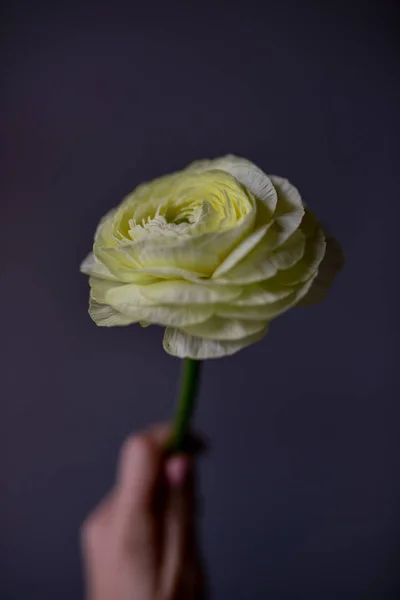 Ranúnculo Flor Flor Mais Delicada Coleção — Fotografia de Stock