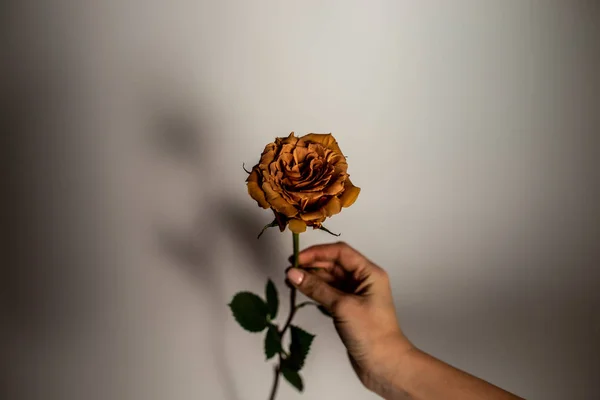 Rose Cor Toffee Vaso Grande Lindo Buquê Flores — Fotografia de Stock