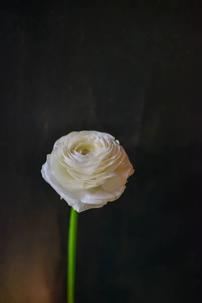 Ranunculus Ekskluzywny Kwiat Czarnym Tle — Zdjęcie stockowe