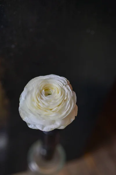 Bukiet Świeżego Ranunculus Najpiękniejszy Kwiat Kolekcji — Zdjęcie stockowe