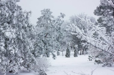 Kış arkaplanı - Karlı orman