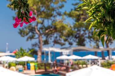 Otel verandasından güneşli bir günde tropikal bahçe ve deniz manzarası