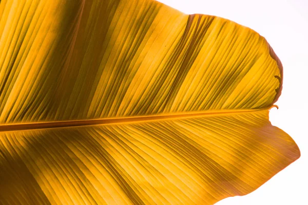 Golden tropical leaf design elements,gold leaf of tropical forest plant for nature pattern. — 스톡 사진