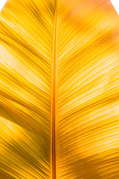 Zlatý tropický list designových prvků, zlatý list tropické lesní rostliny pro vzor přírody. — Stock fotografie