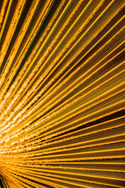 Elementos de diseño de hoja tropical dorada, hoja de oro de la planta del bosque tropical para el patrón de naturaleza . —  Fotos de Stock