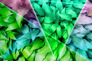 Green leaves in the forest with neon frame and multicolored tinting