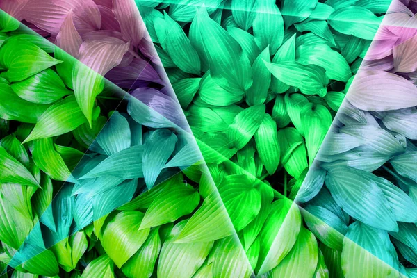 Green leaves in the forest with neon frame and multicolored tinting