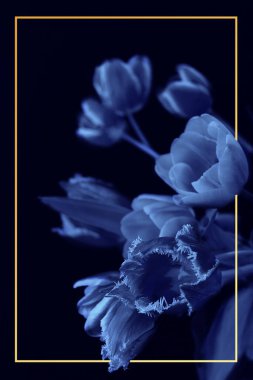 Bouquet of tulips isolated on black backround with orange frame. Phantom blue toning