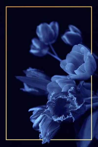Bouquet of tulips isolated on black backround with orange frame. Phantom blue toning