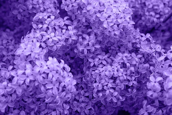 Bellissimi fiori lilla '. Cespuglio lilla fiorito con tenero fiorellino. Fiore di primavera — Foto Stock