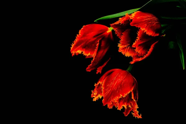 Tulips on black background with lush lava tinting