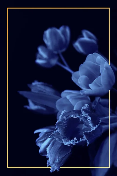 Bouquet of tulips isolated on black backround with orange frame. Phantom blue toning Stockafbeelding